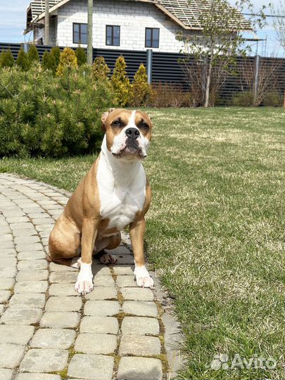 Американский стаффордширский терьер- девочка