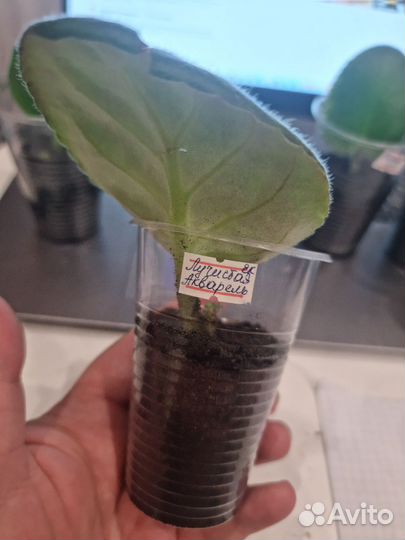 Фиалки все в одни руки