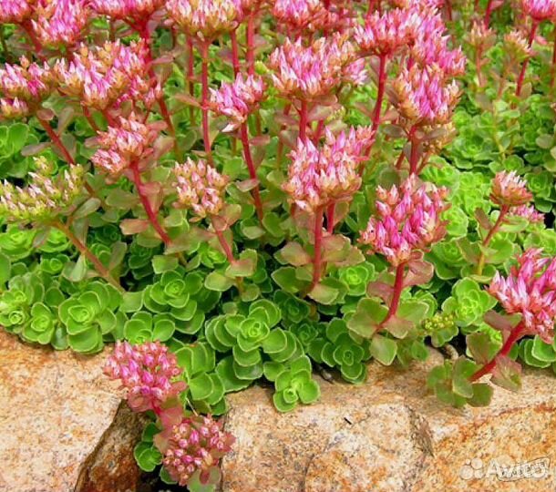Седум ложный для сада и альпийской горки