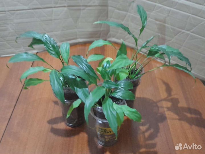 Спатифиллум