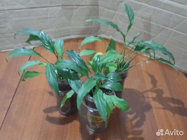 Спатифиллум