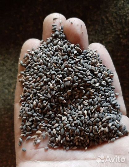 Семена ели обыкновенной