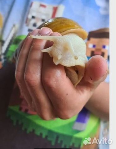 Африканские улитки