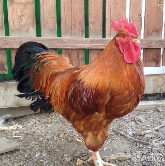 Петух Рэд Бро, Брама и мясо