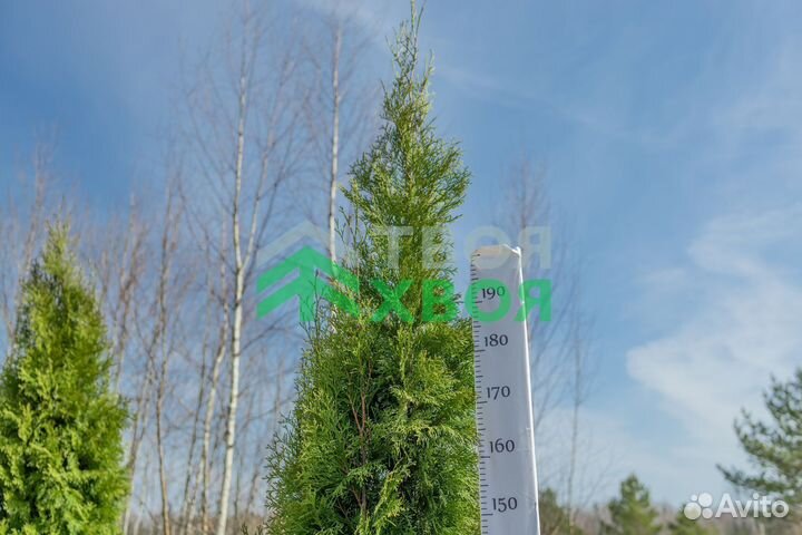 Живая изгородь (выезд замерщика на участок)