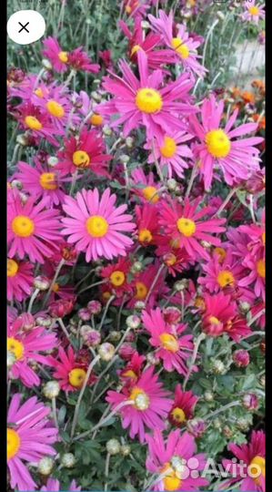 Многолетники-Красота от Моники. От