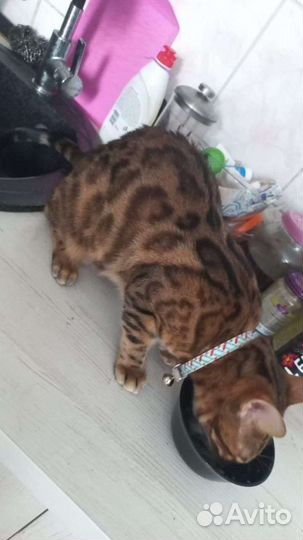 Бенгальская кошечка