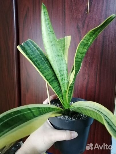 Сансевиерия футура суперба