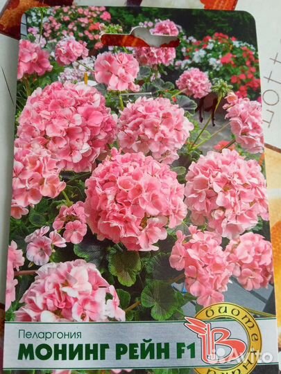 Очень красива пеларгония Монино Рейн F1