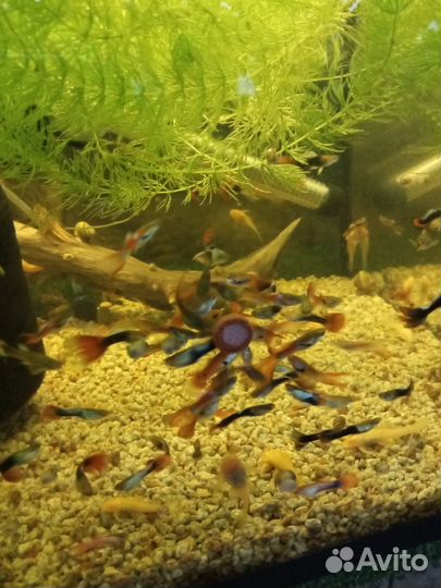 Гуппи, пецилии, спикси, анциструс