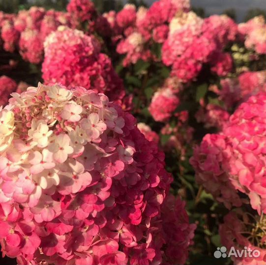 Гортензии метельчатые