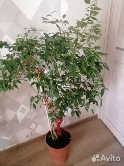 Фикус бенджамина большой