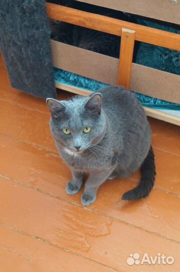 Видео.Кошки/коты ищут дом