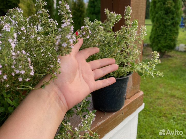 Тимьян ползучий в горшке