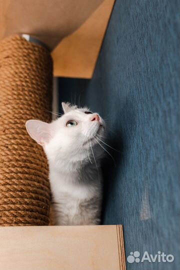 Кот из приюта