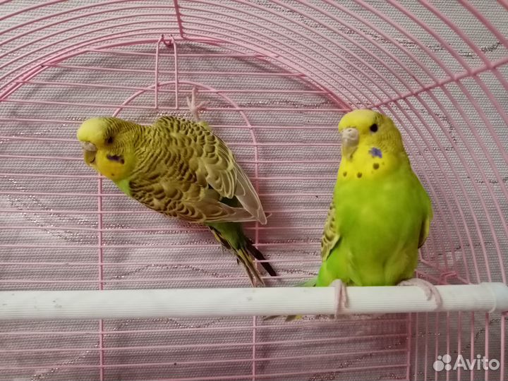 Самочки попугая получехи
