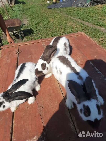 Кролики разных пород