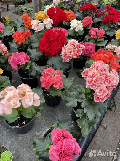 Цветы, рассада