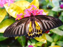 Живые тропические бабочки Троидес пратторум