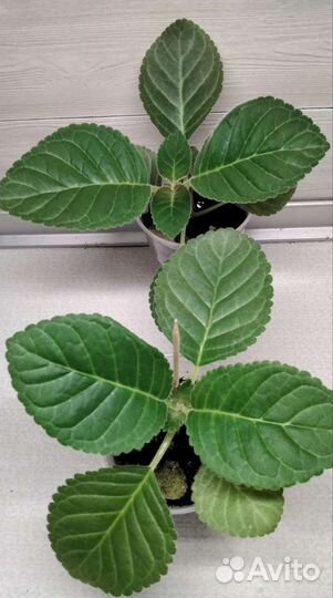 Глоксиния Брокада синяя