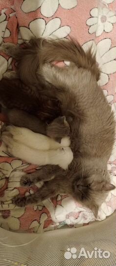 Британские котята