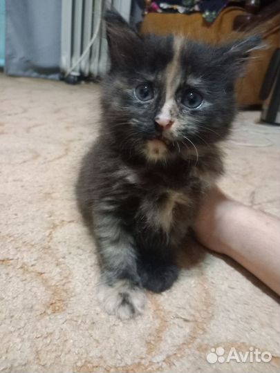 Котенок в добрые руки