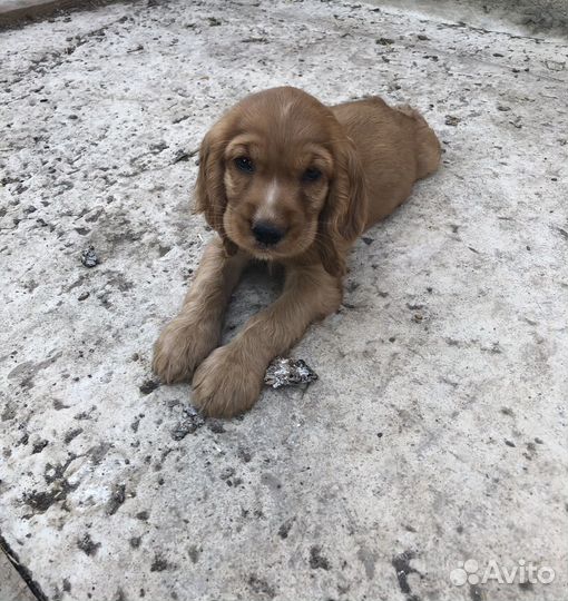 Английский кокер спаниель