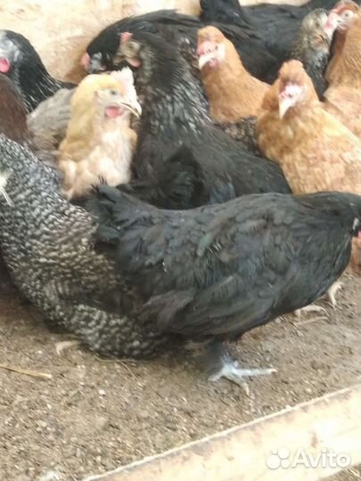 Доминанты и другие курочки