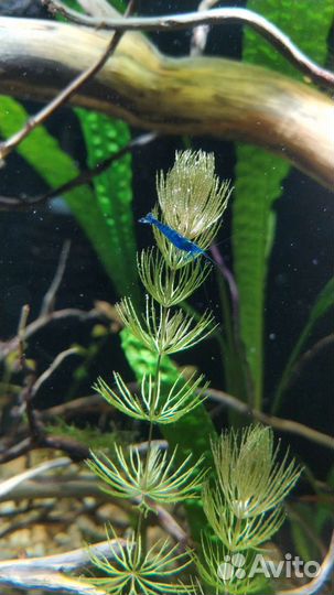 Креветки, растения, рыбки