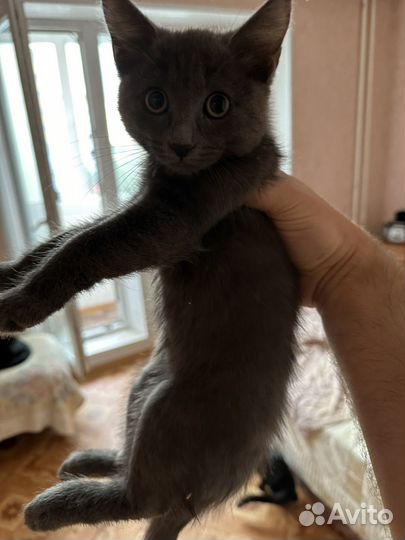 Удивительные милашки