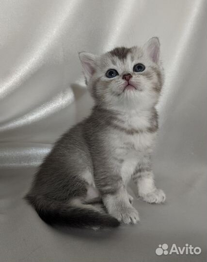 Британский котенок