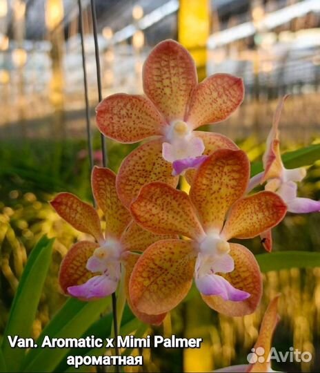 Экзотические растения