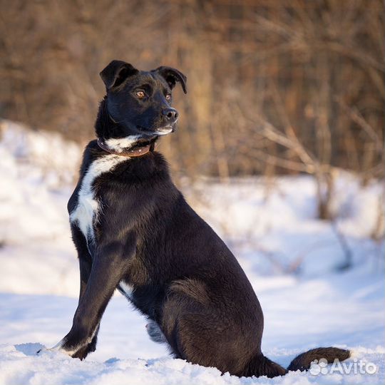 Собака в добрые руки