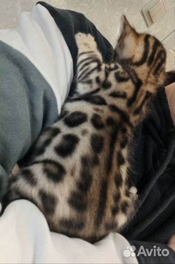 Бенгальские котята