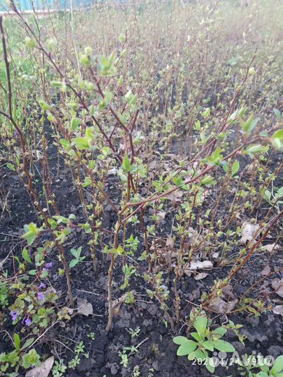 Подвои абрикоса годовалые