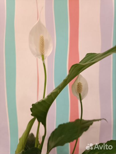 Спатифиллум цветущий