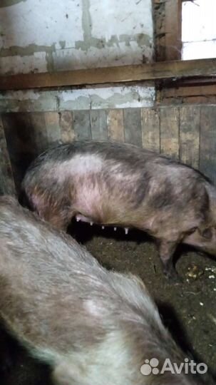 Свиноматки на откорм