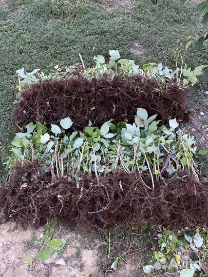 Саженцы малины полька