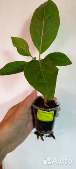 Комнатные экзотические растения