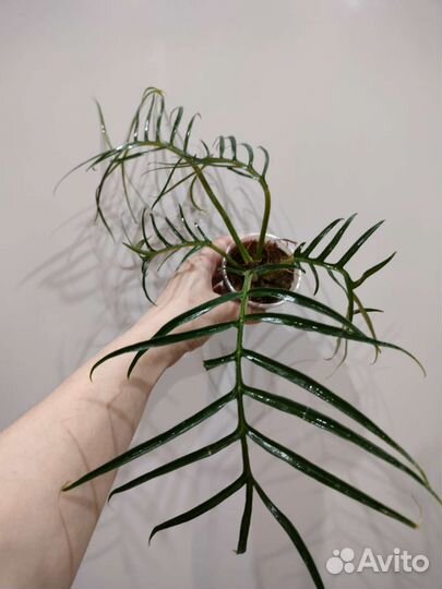 Алоказия,монстеры, сингониумы и др