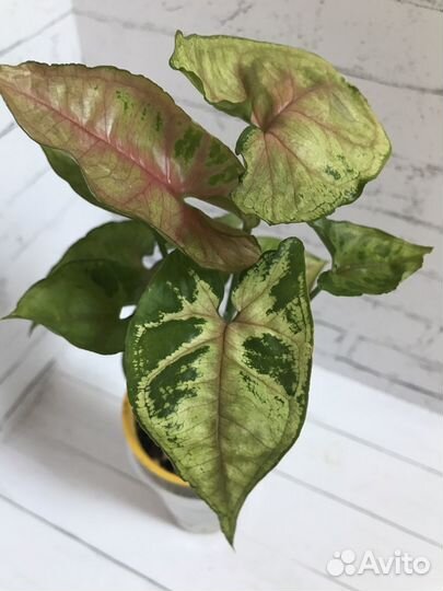 Калейдоскоп сингониумов больших и маленьких