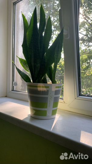 Сансевиерия тещин язык