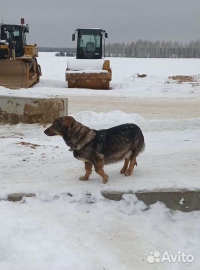 Помесь таксы