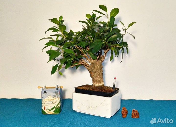 Бонсай подарочный