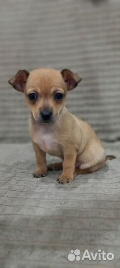 Мини той-терьер