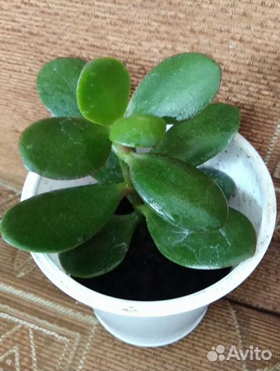 Крассула толстянка, денежное дерево