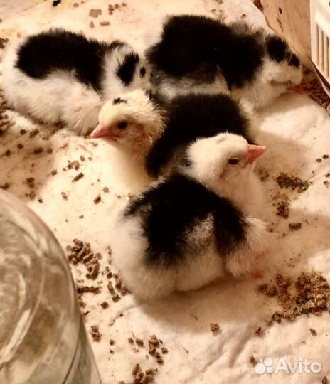 Пита пинта астуриана редкая порода в РФ идр.породы