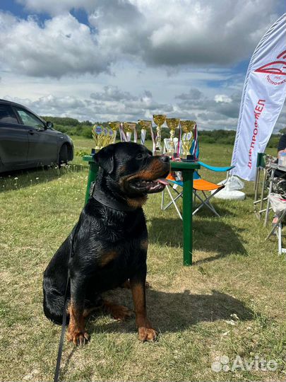 Щенки ротвейлера продажа новосибирская область