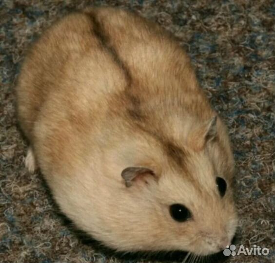 Разноцветные джунгарские хомячата