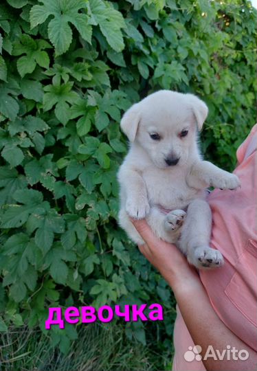 Щенки в добрые руки